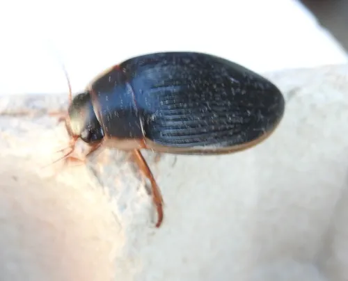 King Diving-beetle
