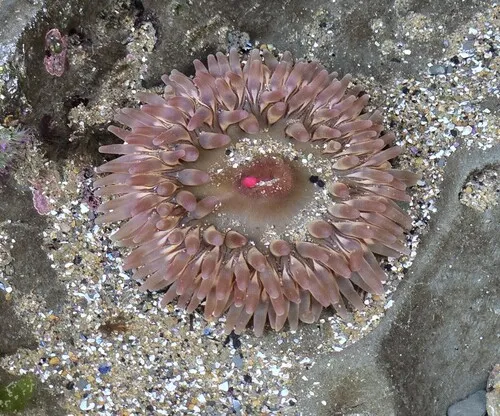 Stubby Rose Anemone