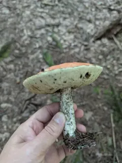 Foxy Bolete thumbnail 4