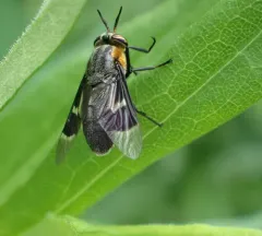Ring-clawed Deer Fly thumbnail 4