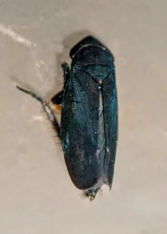 Limotettix anthracinus thumbnail 3