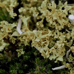 Curled snow lichen thumbnail 4