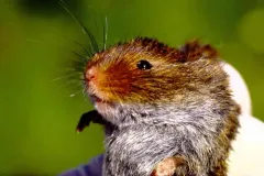 Rock Vole thumbnail 2