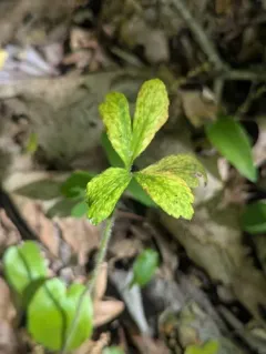 Tranzschelia pseudofusca thumbnail 1