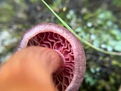 Cortinarius rubripes thumbnail 4