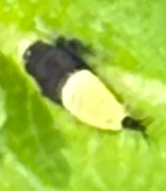 Scaphoideus incisus thumbnail 4