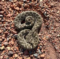 Plains Hognose Snake thumbnail 4