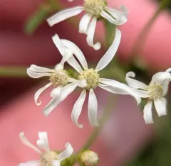 Narrowleaf Whitetop Aster thumbnail 1