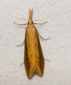 Delightful Donacaula Moth thumbnail 4