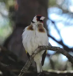European Goldfinch thumbnail 4