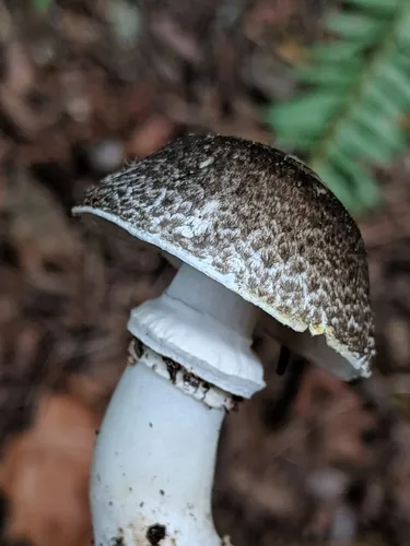 Inky Agaricus