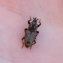 Hunting Billbug thumbnail 3