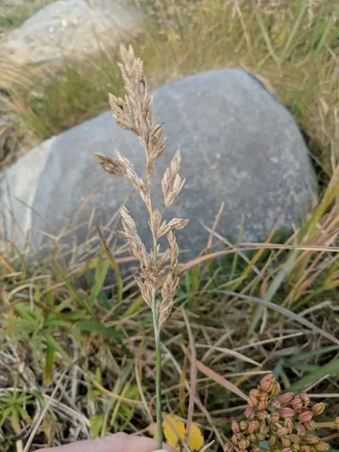 Large-flower Bluegrass