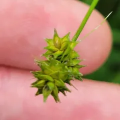 oval-headed sedge thumbnail 4