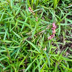 small water-pepper thumbnail 4