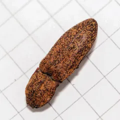 Lacon rorulentus thumbnail 3