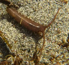 Pentidotea montereyensis thumbnail 1
