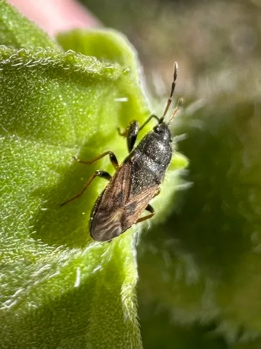 Megalonotus emarginatus