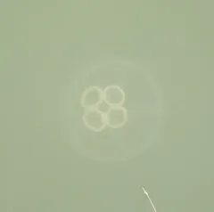 Common Moon Jelly thumbnail 4