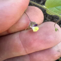 Sharp-leaved Fluellen thumbnail 4