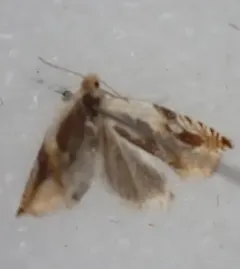 Ancylis mira thumbnail 4