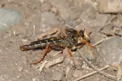 Stenopogon rufibarbis thumbnail 3