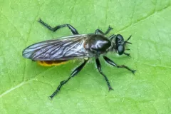 Scorpion Laphria thumbnail 2