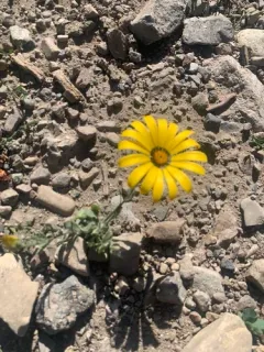 Cape marigold thumbnail 2