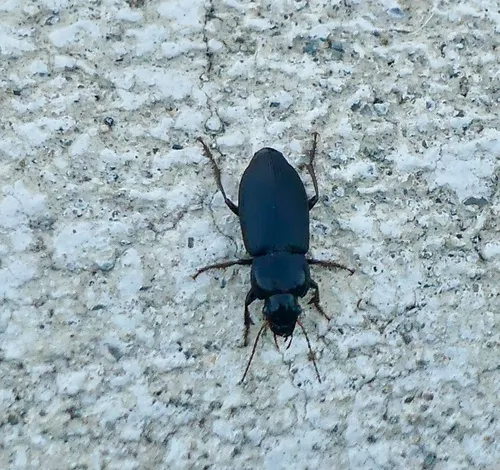 Anisodactylus consobrinus
