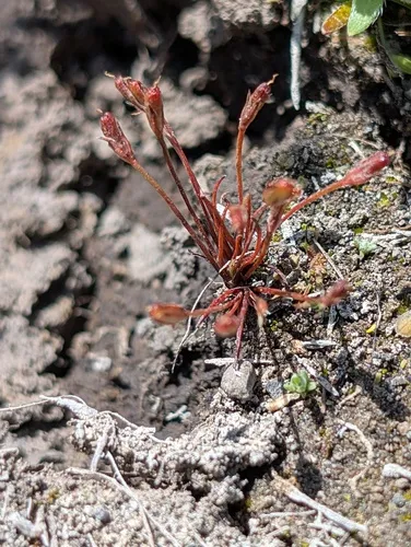 Herman's dwarf rush