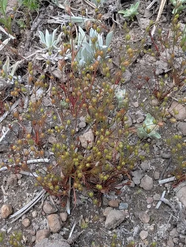 western toad rush
