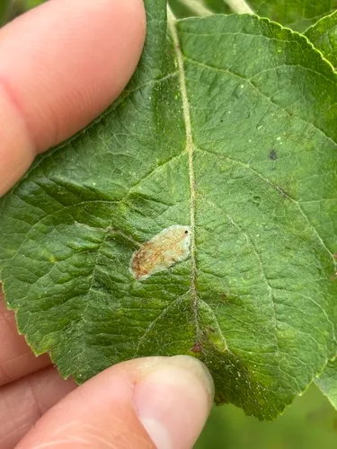 Garden Apple Slender