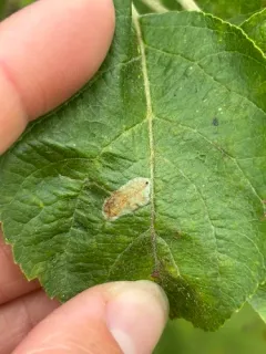Garden Apple Slender thumbnail 1