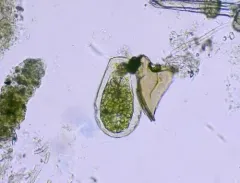 Hyalosphenia papilio thumbnail 2