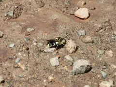 Stratiomys normula thumbnail 4