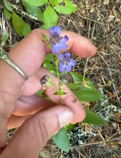 Finetooth Beardtongue thumbnail 3