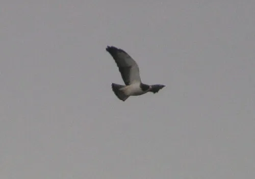 Short-tailed Hawk