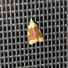 Aproned Cenopis Moth thumbnail 4