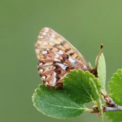Freija Fritillary thumbnail 3