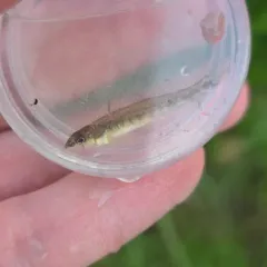 River Darter thumbnail 3