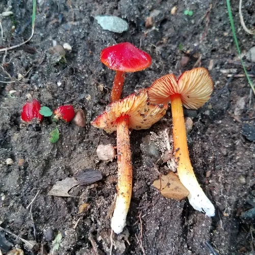 Candy Apple Waxy Cap