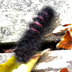 Giant Leopard Moth thumbnail 4
