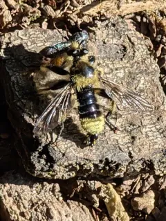 Laphria columbica thumbnail 4