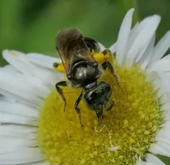 Black-and-green Metallic-Sweat bee thumbnail 4