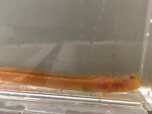 Dwarf Wrymouth