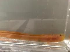Dwarf Wrymouth thumbnail 1
