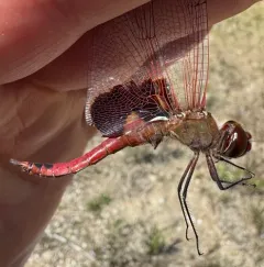 Red Saddlebags thumbnail 4