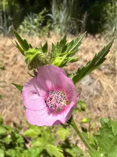 longsepal globemallow thumbnail 4
