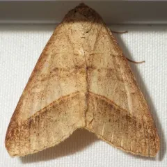 Texas Mocis Moth thumbnail 3