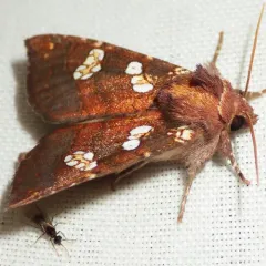 Water-hemlock Borer Moth thumbnail 3